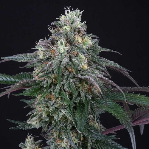Lemon Curd Female Cannabis Seeds by Perfect Tree Seeds