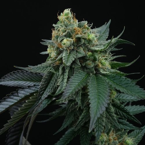 Lime OZZ Female Cannabis Seeds by Perfect Tree