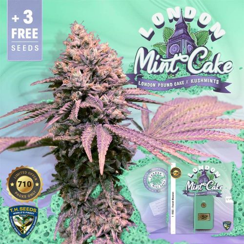 London Mint Cake Female Cannabis Seeds by T.H.Seeds