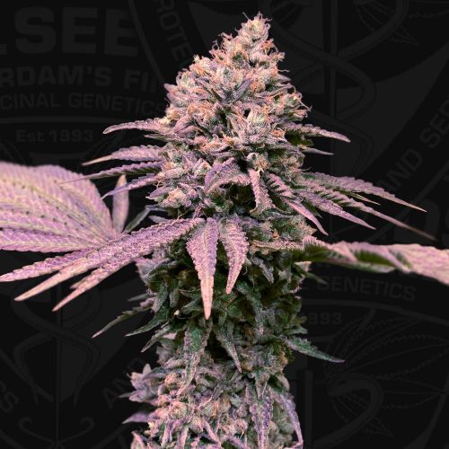 London Mint Cake Female Cannabis Seeds by T.H.Seeds