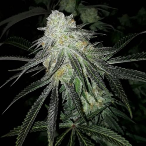 Lots of Z Female Cannabis Seeds by The Plug Seedbank 
