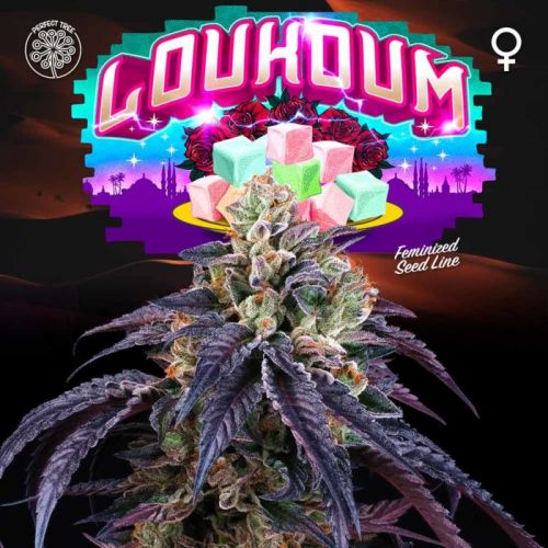 Loukoum Female Cannabis Seeds By Perfect Tree
