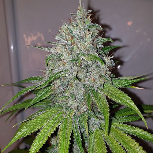Do-Si-Dos Z Female Cannabis Seeds by The Plug Seedbank 