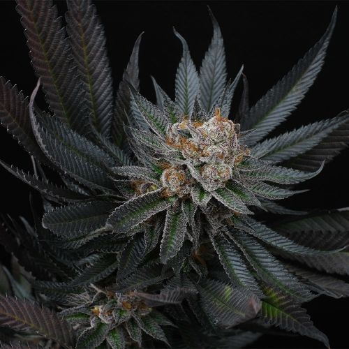 Mimozz Female Cannabis Seeds by Perfect Tree