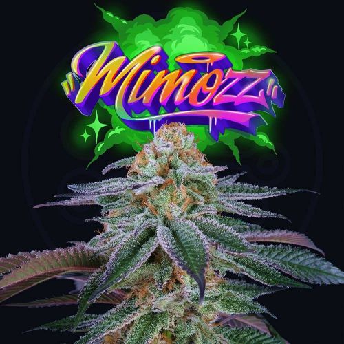 Mimozz Female Cannabis Seeds by Perfect Tree