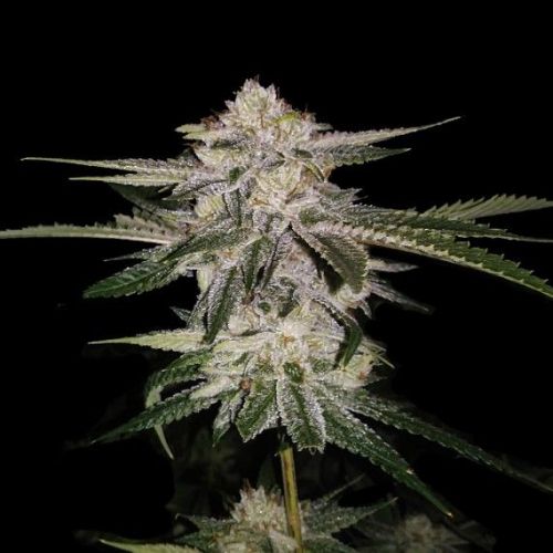 Miss DNA Female Cannabis Seeds by DNA Genetics (3 Seeds)