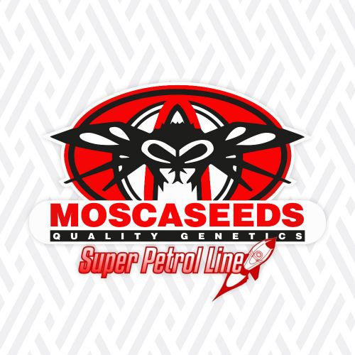 Crypto Regular Cannabis Seeds by Mosca Seeds