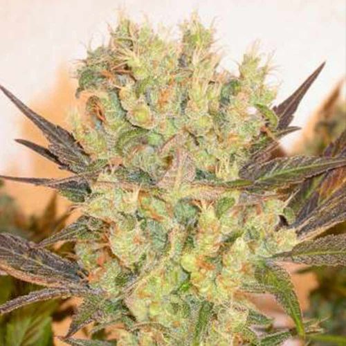 Motavation Female Cannabis Seeds by Serious Seeds