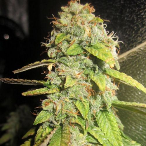 Notorious OG - Female Cannabis Seeds by Pheno Finder Seeds