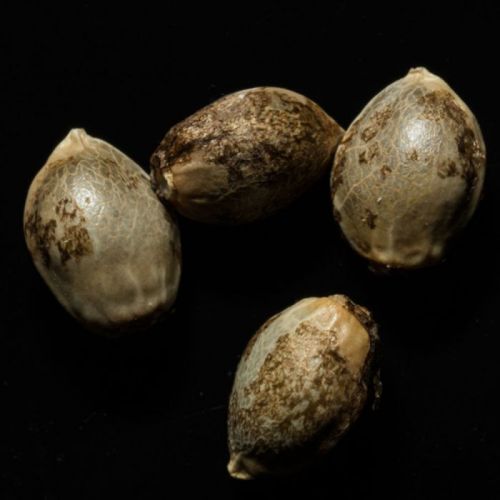 OG Kush Female Cannabis Seeds by Reserva Privada ( 3 Seeds)
