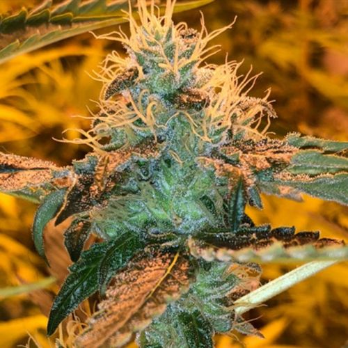 Tropicanna Haze Regular Cannabis Seeds by Oni Seed Co - Discontinued