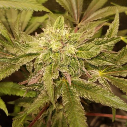 Tropicanna Punch BX1 Regular Cannabis Seeds by Oni Seed Co
