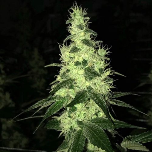 Tropsanto Regular Cannabis Seeds by Oni Seed Co - Discontinued