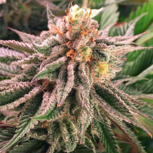 Orange Blossom Fizz Regular Cannabis Seeds by Dark Horse Genetics 