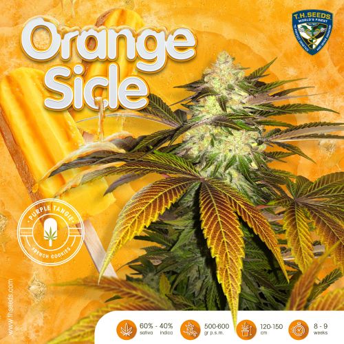 Orangesicle Female Cannabis Seed By T.H.Seeds