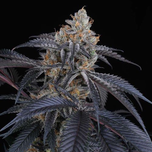 Peach Lassi Female Cannabis Seeds by Perfect Tree Seeds
