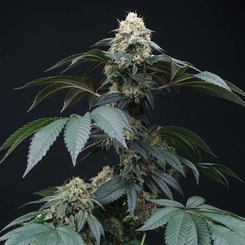 Peach Lassi Regular Cannabis Seeds by Perfect Tree Seeds