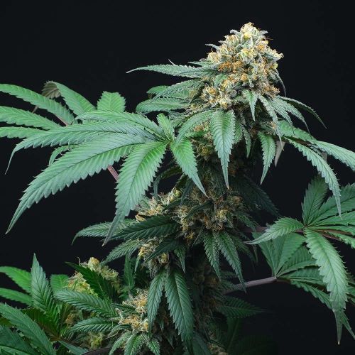Peach Lassi Regular Cannabis Seeds by Perfect Tree Seeds