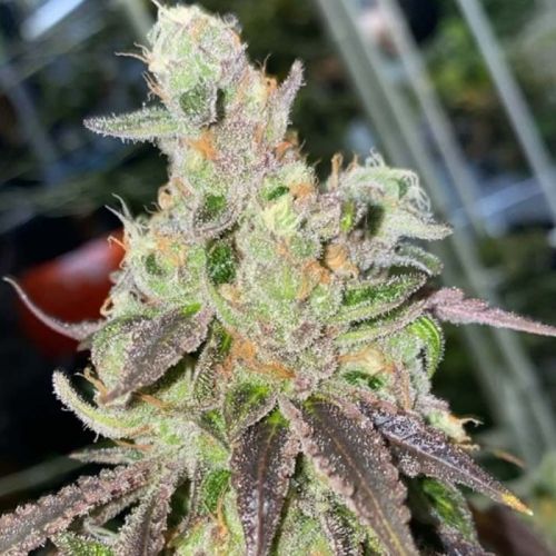 Peach Pound Cake Regular Cannabis Seeds by Fidel's Seed Co