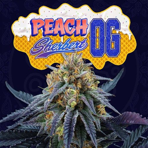 Peach Sherbert OG Female Cannabis Seeds by Perfect Tree
