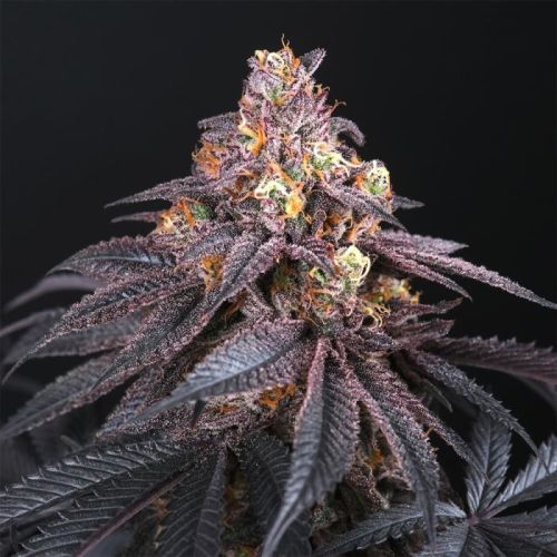 Coco Milk Regular Cannabis Seeds by Perfect Tree