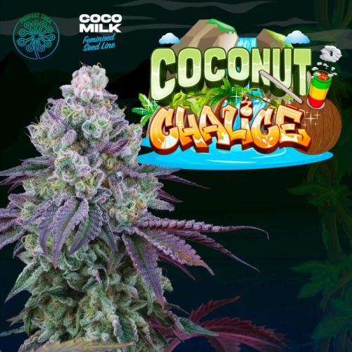 Coconut Chalice Feminized Cannabis Seeds Perfect Tree