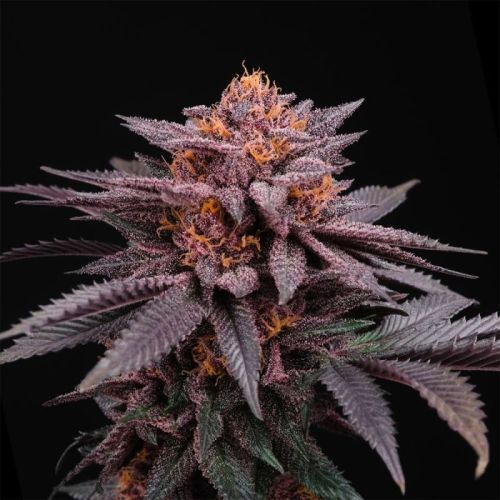 Colorz Regular Cannabis Seeds by Perfect Tree