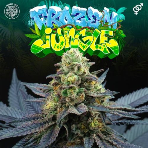 Frozen Jungle Regular Cannabis Seeds by Perfect Tree
