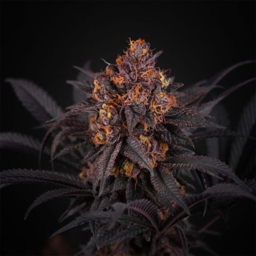 Frozini Regular Cannabis Seeds by Perfect Tree
