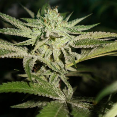 Chemhead OG Female Cannabis Seeds by Pheno Finder Seeds