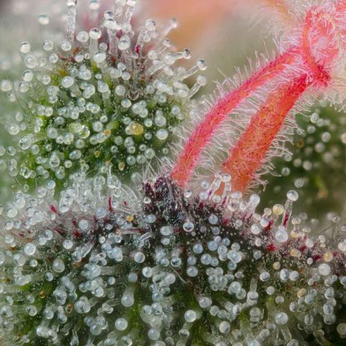 Pink Honey Feminized Cannabis Seeds by Grounded Genetics