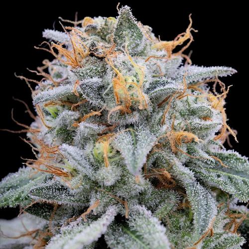 Pink Limez Female Seeds by Grounded Genetics