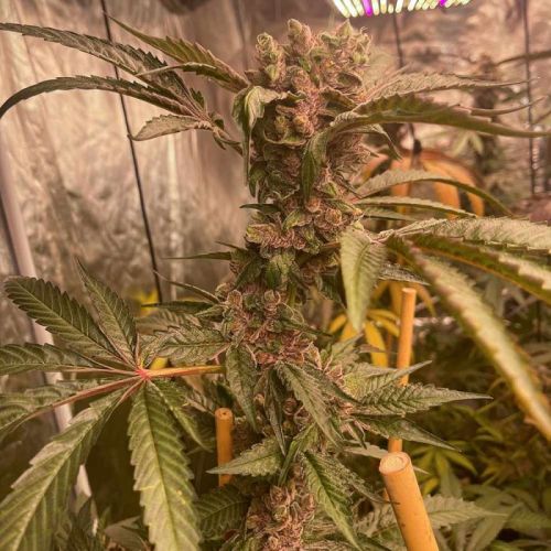Pink Waferz Female Cannabis Seeds by Conscious Genetics