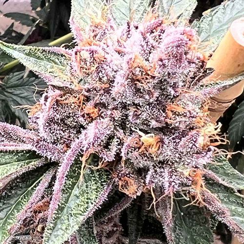 Pink Animal Crackers S1 Female Cannabis Seeds by Mosca Seeds
