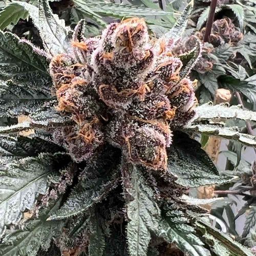 Pink Animal Crackers S1 Female Cannabis Seeds by Mosca Seeds