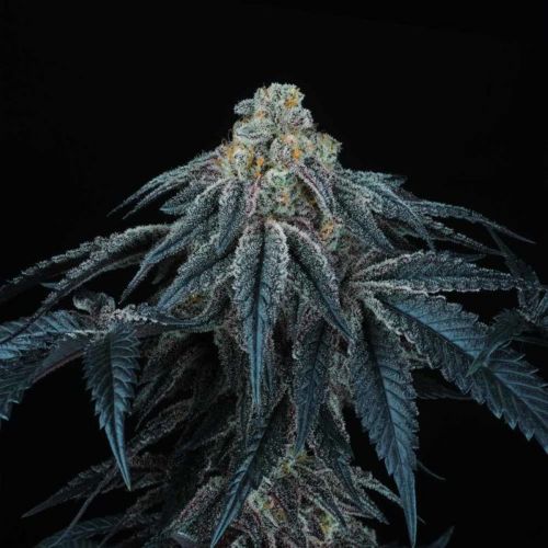 Puff Mints Female Cannabis Seeds by Perfect Tree Seeds