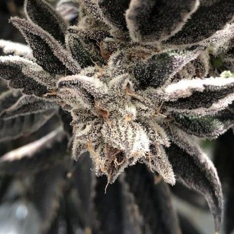 Punch the Cake Female Cannabis Seeds by The Plug Seedbank 