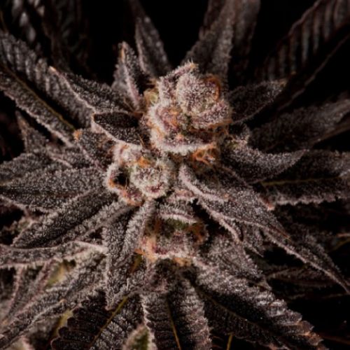 Queen's Candy Cannabis Seeds by Emerald Mountain Legacy