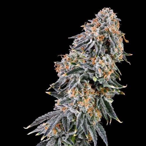 Rainbow Fuel Female Seeds by Grounded Genetics - Limited Edition
