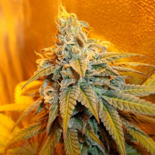 Rainbow Jones Female Cannabis Seeds by Connoisseur Genetics