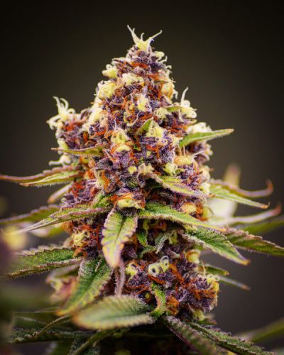 Raspberry Boogie S2 Female Cannabis Seeds by Mosca Seeds
