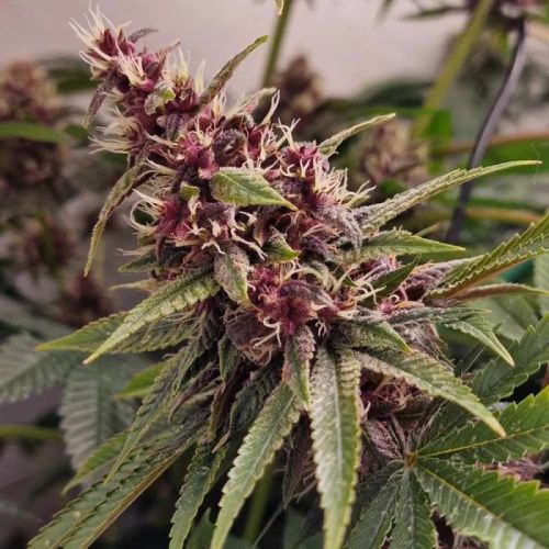 Red Kachina Female Cannabis Seeds by Conscious Genetics