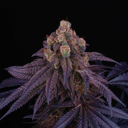 Red Red Wine Cannabis Seeds by Perfect Tree Seeds