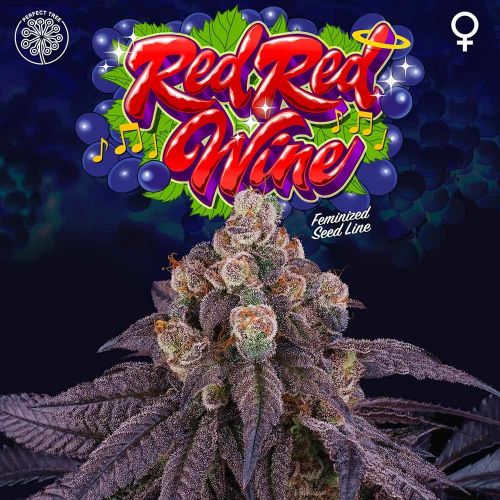 Red Red Wine Cannabis Seeds by Perfect Tree Seeds