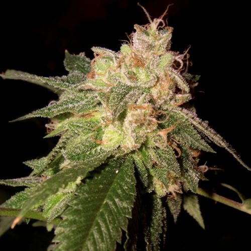 OG Kush Female Cannabis Seeds by Reserva Privada