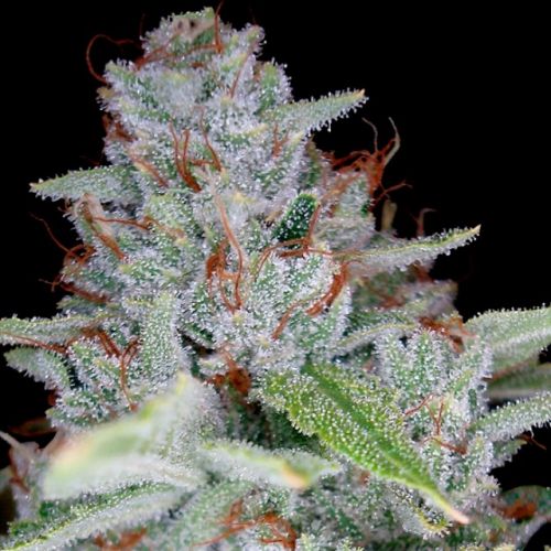Skywalker Kush Female Cannabis Seeds by Reserva Privada