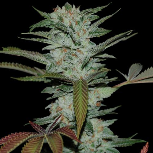 Sour Kush Female Cannabis Seeds by Reserva Privada