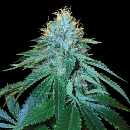 The OG #18 Female Cannabis Seeds by Reserva Privada