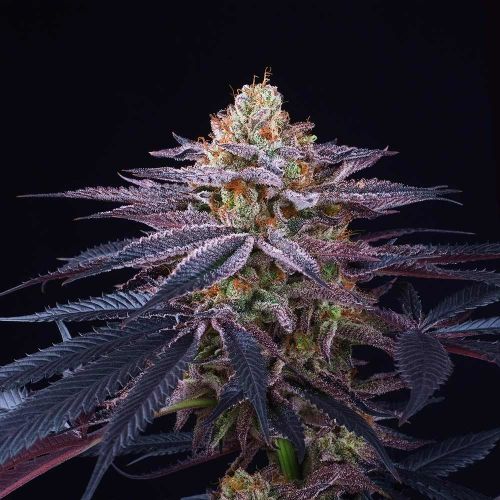 Rotten Apple Female Cannabis Seeds by Perfect Tree