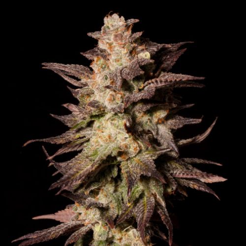 Royal Limez Cannabis Seeds by Emerald Mountain Legacy